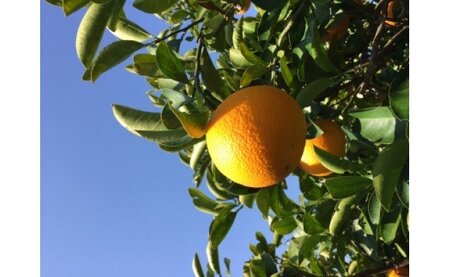 ZE6073n_【2026年先行予約】有田の八朔 (はっさく) 10kg(Sサイズ)まごころ手選別