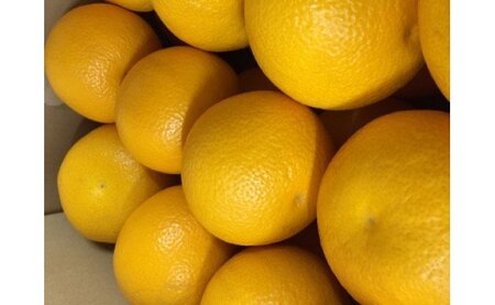ZE6073n_【2026年先行予約】有田の八朔 (はっさく) 10kg(Sサイズ)まごころ手選別