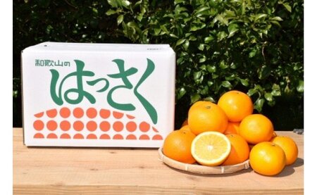 ZE6073n_【2026年先行予約】有田の八朔 (はっさく) 10kg(Sサイズ)まごころ手選別