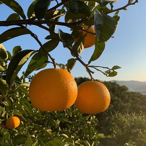 ZE6079n_【2026年先行予約】有田の八朔 (はっさく) 【化粧箱 】(Lサイズ) 12個入り まごころ手選別