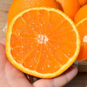 ZE6103n_【2026年先行予約】有田の不知火(しらぬひ）【化粧箱】 12玉（Lサイズ）まごころ手選別