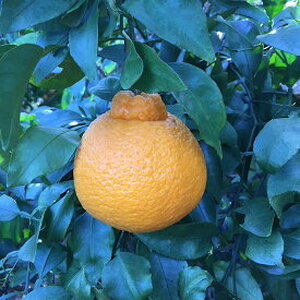 ZE6102n_有田の不知火(しらぬひ)　【化粧箱】 12玉（2Lサイズ）まごころ手選別