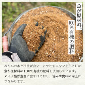 BG6105n_濃厚完熟! 有田みかん 10kg (2S~Lサイズ混合 家庭用) 【送料無料】