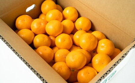 ZT6203n_こだわりの 有田みかん 赤秀 5kg 藤秀園