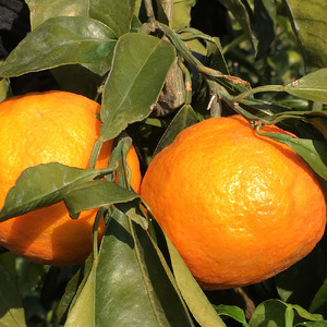 ZT6211n_【2026年先行予約】こだわりの カラマンダリン 【訳あり 家庭用】 5kg 藤秀園