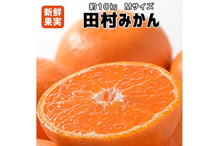 有田みかんの最高峰【和歌山ブランド】人気の田村みかん 10kg(Mサイズ)【紀州グルメ市場】