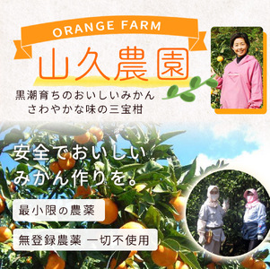 ZP6009_GFTn_【ギフト用】まるごと 三宝柑 シャーベット 5個 セット