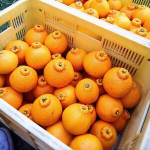 ZE6209n_【2026年先行予約】有田の不知火(しらぬひ) 2.5kg 8~11玉 (M~2Lサイズ)まごころ手選別