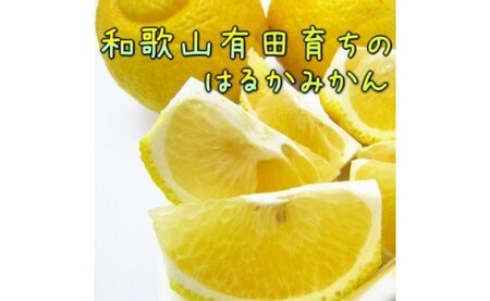AB6311_【先行予約】【人気柑橘】有田育ちの はるか みかん 【訳あり 家庭用】 5kg (サイズ混合)