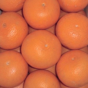 和歌山県有田産 清見オレンジ(きよみおれんじ) 約5kg 20~30玉【エバグリーン廣甚】◆◆