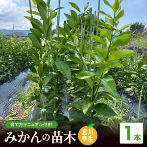 ZE6475_苗木 みかん 2年生【宮川早生】 1本セット【果樹 柑橘類 苗物】