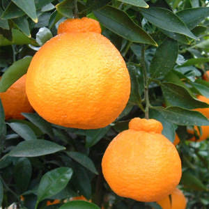 ZE6377n_【2026年先行予約】有田の不知火(しらぬひ) 5kg 18~24玉 (M~2Lサイズ)まごころ手選別