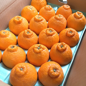 ZE6377n_【2026年先行予約】有田の不知火(しらぬひ) 5kg 18~24玉 (M~2Lサイズ)まごころ手選別