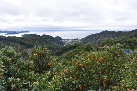 U6241n_「高級 田村みかん」 青秀 約5kg Sサイズ 和歌山県有田産 有田みかん