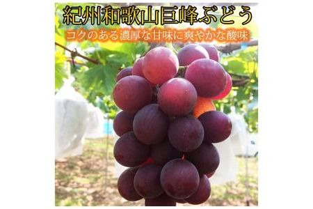 G6041_紀州和歌山産巨峰 約800g