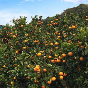 AT6322_ご家庭用　有田みかん 約10kg (S、Mサイズ)【湯浅町】