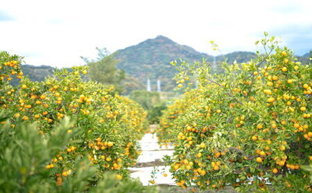 ZF6305n_ちょっと傷あり【完熟早生・有田みかん】M~SSサイズ 約2kg