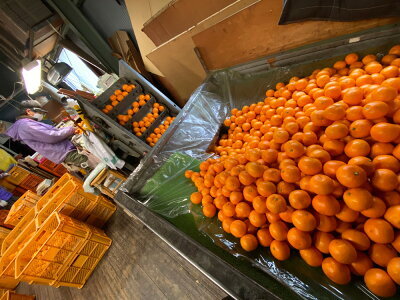 ZF6305n_ちょっと傷あり【完熟早生・有田みかん】M~SSサイズ 約2kg