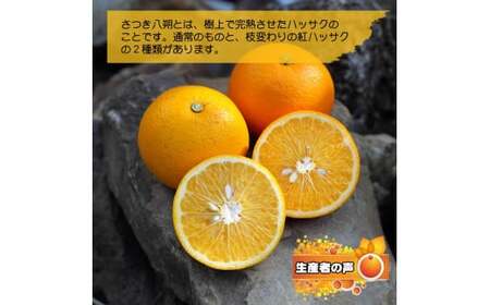 完熟 さつき 八朔 5kg / はっさく 甘い 和歌山 柑橘 ※4月上旬～6月上旬頃に順次発送予定 【hsk022-r-5】