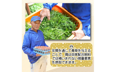 平飼い!高級有精卵 30個入り(Lサイズ) / 玉子 たまご 高級 平飼い 贈答 【ymg609-p-30】