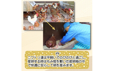 平飼い!高級有精卵 50個入り(Lサイズ) / 玉子 たまご 高級 平飼い 贈答 【ymg609-p-50】