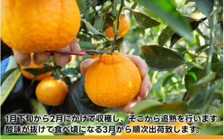 タカじいの 不知火 ( しらぬい ） 3kg / デコポン 甘い 和歌山 有田 柑橘 ※3月上旬〜3月下旬に順次発送 【krs010-r-3】