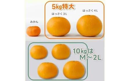 タカじいの 完熟 さつき はっさく家庭用 10kg (M~2Lサイズ) / 八朔 訳あり 和歌山 有田 柑橘 ※4月上旬〜4月下旬に順次発送【krs022-c-10】