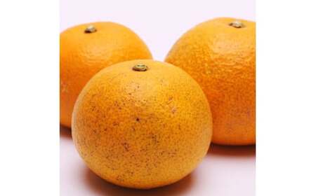 はっさく 5kg+250g（痛み補償分） 厳選 光センサー / 八朔 高級 甘い 和歌山 有田 柑橘 ※1月上旬〜4月下旬頃に順次発送予定 ※北海道・沖縄・離島への配送不可 【ikd021-p-5B】