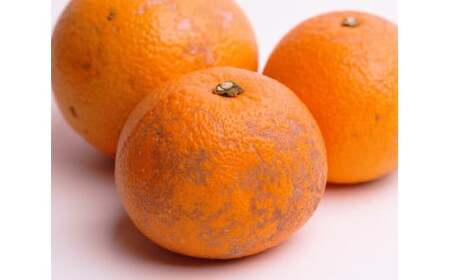 はっさく 5kg+250g（痛み補償分） 家庭用 光センサー / 八朔 訳あり 甘い 和歌山 有田 柑橘 ※1月上旬〜4月上旬頃に順次発送予定 ※北海道・沖縄・離島への配送不可 【ikd021-c-5】