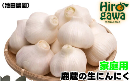 生 にんにく 500g 家庭用 / 生にんにく 国産 訳あり  ※5月上旬～5月下旬に順次発送 ※北海道・沖縄・離島への配送不可【ikd403-c-0d5】