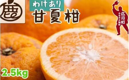 甘夏柑 家庭用 2.5kg+250g（痛み補償分） 光センサー / みかん 甘い 訳あり 柑橘 晩柑 和歌山 有田 ※4月上旬～6月下旬頃に順次発送 ※北海道・沖縄・離島への配送不可 【ikd023-c-2d5】