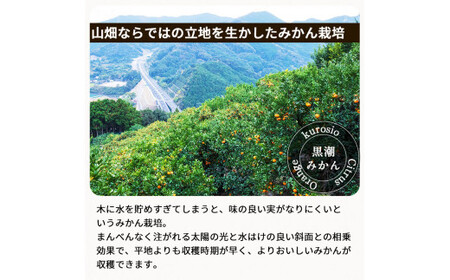 ▼有田みかん約10kg　家庭用　頑固オヤジのこだわりみかん ※2024年11月中旬～2025年1月上旬頃より順次発送予定 【krf004-c-10】