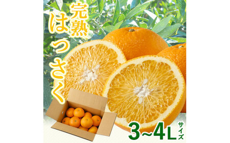 ▼＜紀州有田産＞タカじいの 完熟 さつきはっさく 5kg (特大サイズ)  ※2025年4月上旬～4月下旬頃に順次発送予定【krs022-l-5】