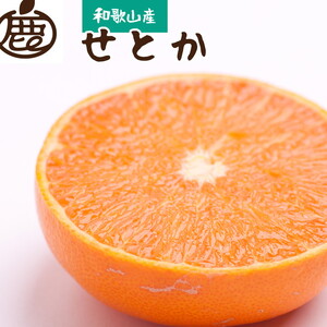 先行予約＞厳選せとか1.5kg+45g（傷み補償分）【柑橘・春みかんの王様