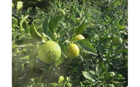 ■紀伊路屋　柑橘じゃばらグミ×２袋＋じゃばら和紅茶３ ※5月～10月は発送休止 【kjy147-gu-wa】