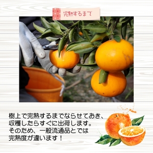 完熟 清見 オレンジ 5kg 久幸園 / 清見オレンジ 清見タンゴール きよみ 清美 甘い 高級 和歌山 柑橘 ※4月上旬～5月下旬に順次発送 【hsk011-r-5C】
