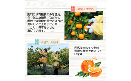 おっきい 有田 みかん 7kg 久幸園 / 温州みかん 有田みかん 甘い 大玉 和歌山 柑橘 ※12月上旬から1月下旬順次発送 【hsk004-l-7A】