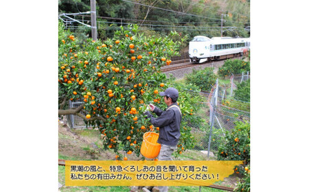 大好き みかん 5kg ご家庭用 サイズ混合 / 温州みかん 有田みかん 甘い 柑橘 和歌山 ※11月中旬頃より1月中旬頃に順次発送予定 【nkh004-c-5】