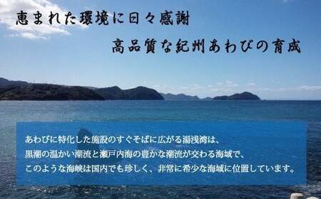 極上！紀州蝦夷鮑×12個　五つ星旅館にも出荷される極上アワビ＜日付指定OK＞※北海道・沖縄・離島配送不可 【riz215-p-12】