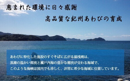 極上！紀州蝦夷鮑×19～20個　五つ星旅館にも出荷される極上アワビ＜日付指定OK＞※北海道・沖縄・離島配送不可 【riz215-p-19-20】