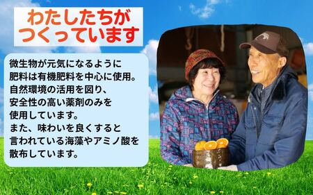 海藻施用有田みかん 手選果 5kg ※11月下旬～翌年1月中旬頃に順次発送予定 【aii004-r-5A】