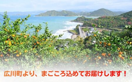 海藻施用有田みかん 手選果 5kg ※11月下旬～翌年1月中旬頃に順次発送予定 【aii004-r-5A】