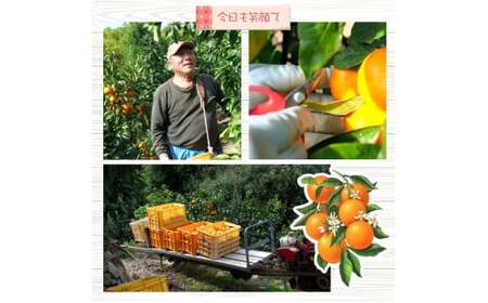 有田 みかん 3.5kg 栗和園 / 温州みかん 有田みかん 甘い 和歌山 柑橘 ※2026年11月上旬~12月下旬に順次発送 【krw004-r-3d5】