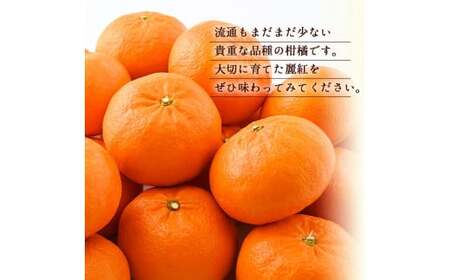 和歌山県有田産【香り高い柑橘】麗紅 約2kg (訳あり)  ※2025年2月中旬頃～3月下旬頃に発送予定【krw012-c-2】
