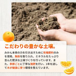 完熟 有田 みかん 訳あり 10kg 久幸園 / 温州みかん 有田みかん 甘い 家庭用 和歌山 柑橘 ※11～1月下旬順次発送 【hsk004-c-10D】