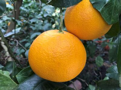 定期便 手さげ箱 セット 中生 有田みかん ＆ はっさく 全2回 南泰園