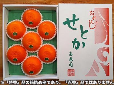 ちょっと 傷あり 柑橘の大トロ ハウス せとか 大玉 6 ～ 8玉入 化粧箱 南泰園