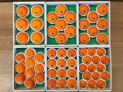 ちょっと 傷あり 柑橘の大トロ ハウス せとか 大玉 6 ～ 8玉入 化粧箱 南泰園