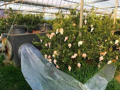 せとか ハーフ 化粧箱 せとか 柑橘の大トロ ハウス 厳選 8玉入 南泰園