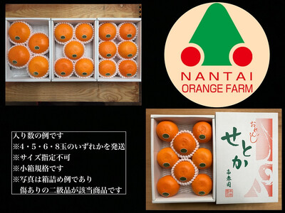 ちょっと 傷あり ハーフ 化粧箱 柑橘の大トロ ハウス せとか 4 ~ 8玉入 南泰園